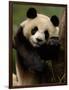 Giant Panda Family, Wolong China Conservation and Research Center for the Giant Panda, China-Pete Oxford-Framed Photographic Print