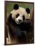 Giant Panda Family, Wolong China Conservation and Research Center for the Giant Panda, China-Pete Oxford-Framed Photographic Print