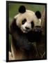 Giant Panda Family, Wolong China Conservation and Research Center for the Giant Panda, China-Pete Oxford-Framed Photographic Print