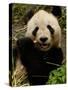 Giant Panda Family, Wolong China Conservation and Research Center for the Giant Panda, China-Pete Oxford-Stretched Canvas