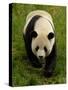 Giant Panda Family, Wolong China Conservation and Research Center for the Giant Panda, China-Pete Oxford-Stretched Canvas