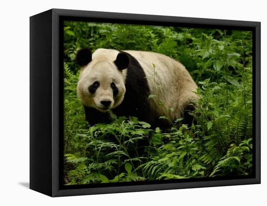 Giant Panda Family, Wolong China Conservation and Research Center for the Giant Panda, China-Pete Oxford-Framed Stretched Canvas