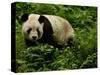 Giant Panda Family, Wolong China Conservation and Research Center for the Giant Panda, China-Pete Oxford-Stretched Canvas