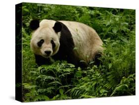 Giant Panda Family, Wolong China Conservation and Research Center for the Giant Panda, China-Pete Oxford-Stretched Canvas