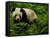 Giant Panda Family, Wolong China Conservation and Research Center for the Giant Panda, China-Pete Oxford-Framed Stretched Canvas