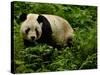 Giant Panda Family, Wolong China Conservation and Research Center for the Giant Panda, China-Pete Oxford-Stretched Canvas