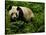 Giant Panda Family, Wolong China Conservation and Research Center for the Giant Panda, China-Pete Oxford-Stretched Canvas