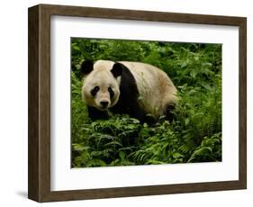 Giant Panda Family, Wolong China Conservation and Research Center for the Giant Panda, China-Pete Oxford-Framed Photographic Print