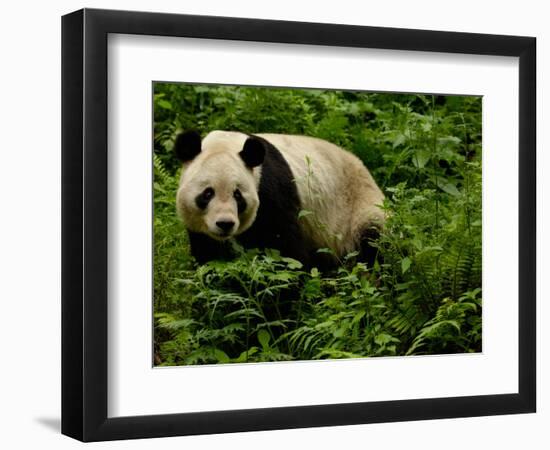 Giant Panda Family, Wolong China Conservation and Research Center for the Giant Panda, China-Pete Oxford-Framed Photographic Print