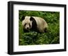 Giant Panda Family, Wolong China Conservation and Research Center for the Giant Panda, China-Pete Oxford-Framed Photographic Print