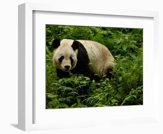 Giant Panda Family, Wolong China Conservation and Research Center for the Giant Panda, China-Pete Oxford-Framed Photographic Print