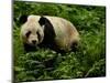 Giant Panda Family, Wolong China Conservation and Research Center for the Giant Panda, China-Pete Oxford-Mounted Photographic Print