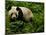 Giant Panda Family, Wolong China Conservation and Research Center for the Giant Panda, China-Pete Oxford-Mounted Photographic Print