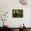 Giant Panda Family, Wolong China Conservation and Research Center for the Giant Panda, China-Pete Oxford-Photographic Print displayed on a wall
