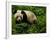 Giant Panda Family, Wolong China Conservation and Research Center for the Giant Panda, China-Pete Oxford-Framed Photographic Print