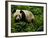 Giant Panda Family, Wolong China Conservation and Research Center for the Giant Panda, China-Pete Oxford-Framed Photographic Print