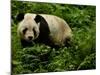 Giant Panda Family, Wolong China Conservation and Research Center for the Giant Panda, China-Pete Oxford-Mounted Photographic Print