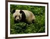 Giant Panda Family, Wolong China Conservation and Research Center for the Giant Panda, China-Pete Oxford-Framed Photographic Print