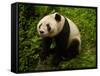 Giant Panda Family, Wolong China Conservation and Research Center for the Giant Panda, China-Pete Oxford-Framed Stretched Canvas