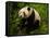 Giant Panda Family, Wolong China Conservation and Research Center for the Giant Panda, China-Pete Oxford-Framed Stretched Canvas