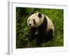 Giant Panda Family, Wolong China Conservation and Research Center for the Giant Panda, China-Pete Oxford-Framed Photographic Print