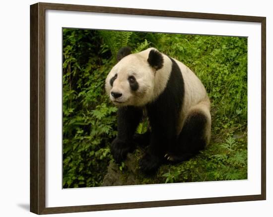 Giant Panda Family, Wolong China Conservation and Research Center for the Giant Panda, China-Pete Oxford-Framed Photographic Print