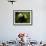 Giant Panda Family, Wolong China Conservation and Research Center for the Giant Panda, China-Pete Oxford-Framed Photographic Print displayed on a wall