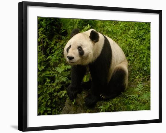 Giant Panda Family, Wolong China Conservation and Research Center for the Giant Panda, China-Pete Oxford-Framed Photographic Print