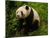 Giant Panda Family, Wolong China Conservation and Research Center for the Giant Panda, China-Pete Oxford-Mounted Photographic Print