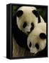 Giant Panda Family, Wolong China Conservation and Research Center for the Giant Panda, China-Pete Oxford-Framed Stretched Canvas