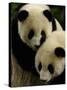 Giant Panda Family, Wolong China Conservation and Research Center for the Giant Panda, China-Pete Oxford-Stretched Canvas