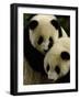 Giant Panda Family, Wolong China Conservation and Research Center for the Giant Panda, China-Pete Oxford-Framed Photographic Print