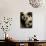 Giant Panda Family, Wolong China Conservation and Research Center for the Giant Panda, China-Pete Oxford-Photographic Print displayed on a wall