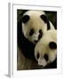 Giant Panda Family, Wolong China Conservation and Research Center for the Giant Panda, China-Pete Oxford-Framed Photographic Print