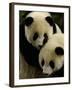 Giant Panda Family, Wolong China Conservation and Research Center for the Giant Panda, China-Pete Oxford-Framed Photographic Print