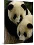 Giant Panda Family, Wolong China Conservation and Research Center for the Giant Panda, China-Pete Oxford-Mounted Photographic Print