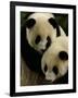 Giant Panda Family, Wolong China Conservation and Research Center for the Giant Panda, China-Pete Oxford-Framed Photographic Print