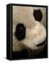 Giant Panda Family, Wolong China Conservation and Research Center for the Giant Panda, China-Pete Oxford-Framed Stretched Canvas