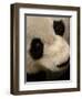 Giant Panda Family, Wolong China Conservation and Research Center for the Giant Panda, China-Pete Oxford-Framed Photographic Print