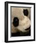 Giant Panda Family, Wolong China Conservation and Research Center for the Giant Panda, China-Pete Oxford-Framed Photographic Print