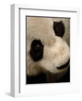 Giant Panda Family, Wolong China Conservation and Research Center for the Giant Panda, China-Pete Oxford-Framed Photographic Print