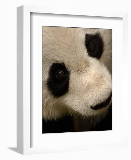 Giant Panda Family, Wolong China Conservation and Research Center for the Giant Panda, China-Pete Oxford-Framed Photographic Print