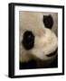 Giant Panda Family, Wolong China Conservation and Research Center for the Giant Panda, China-Pete Oxford-Framed Photographic Print