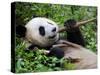 Giant Panda Feeding on Bamboo at Bifengxia Giant Panda Breeding and Conservation Center, China-Eric Baccega-Stretched Canvas