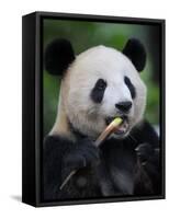 Giant Panda Feeding on Bamboo at Bifengxia Giant Panda Breeding and Conservation Center, China-Eric Baccega-Framed Stretched Canvas