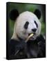 Giant Panda Feeding on Bamboo at Bifengxia Giant Panda Breeding and Conservation Center, China-Eric Baccega-Framed Stretched Canvas