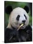 Giant Panda Feeding on Bamboo at Bifengxia Giant Panda Breeding and Conservation Center, China-Eric Baccega-Stretched Canvas