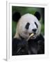 Giant Panda Feeding on Bamboo at Bifengxia Giant Panda Breeding and Conservation Center, China-Eric Baccega-Framed Premium Photographic Print