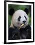 Giant Panda Feeding on Bamboo at Bifengxia Giant Panda Breeding and Conservation Center, China-Eric Baccega-Framed Premium Photographic Print