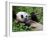 Giant Panda Feeding on Bamboo at Bifengxia Giant Panda Breeding and Conservation Center, China-Eric Baccega-Framed Photographic Print